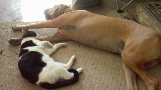 A very large dog laying down on their side on top of a tan carpet next to a black and white cat.