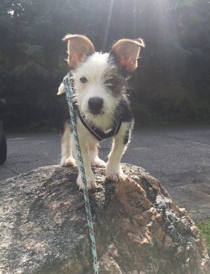 Front view of a small wiry looking scruffy faced little dog with ears that stand over and fold up at the tips wearing a harness and leash standing on a large rock.