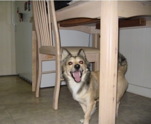 A little tan with black and white dog looking happy standing under a tan wooden kitchen table next to a chair. The dog has perk ears, wide round eyes, a black nose, longer hair on his tail and neck and a tail that is curled up over his back. There is longer fringe hair on the back of his legs, tail, neck and around his head and ears.