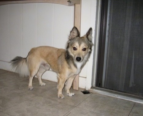 A little tan dog with black tips on his head, neck ears and long fringe tail standing uner a table in a kitchen next to a sliding glass door at night.