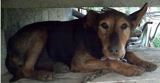 Side view of a tan and black dog with a long muzzle, brown eyes, a dirty nose and a long tail laying down under a porch in the shade.