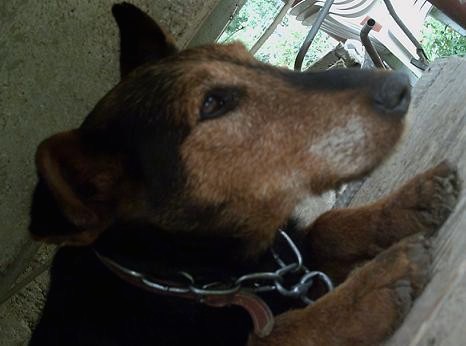 Side view of a tan with black dog that has some graying on the long muzzle, a black nose and slanty brown eyes with one ear up and one ear folded over at the tip.