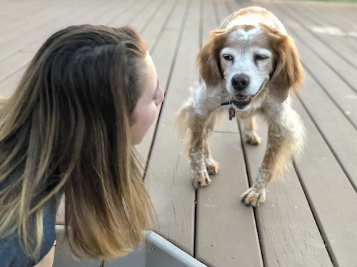 A tan and white ticked dog with a black nose and gentle looking eyes standing outside on a deck looking at a human girl