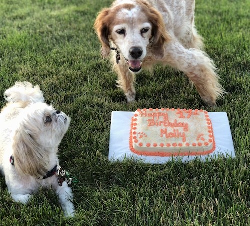 A medium-sized tan and white ticked dog standing outside in grass in front of a birthday cake that says Happy 17th birthday Molly next to a small white dog