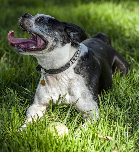 Front side view of a black and white dog with its ears pinned back, a very defined stop a large mouth with a pink tongue that is curled in a u-shape laying in grass wearing a black collar.