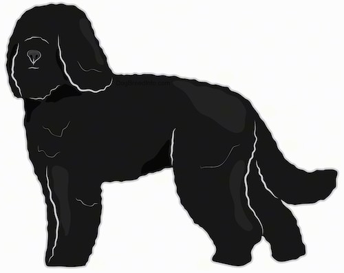 Side view drawing of a thick, curly coated black dog with hair that covers up the dogs eyes and long ears that hang down to the sides with a long tail standing up.