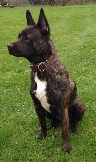 Front side view of a dark brindle dog with a white chest wearing a leather collar sitting down in grass looking to the left