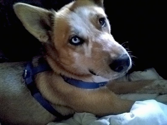 Side view of a tan dog with large perk ears, one blue eye, one brown eye, a long snout with a black nose wearing a blue harness laying down on a person's bed.