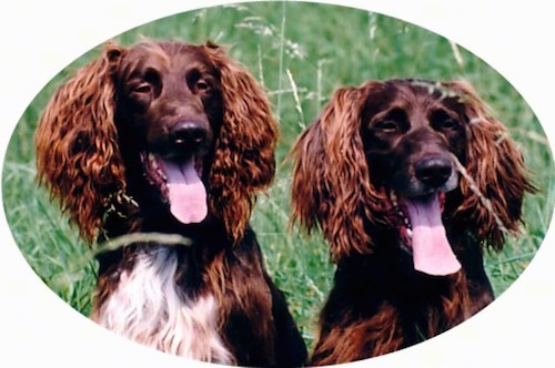Two big brown dogs with long hair coming from their ears sitting down outside in grass with their tongues hanging out. The dog on the left has a white chest.