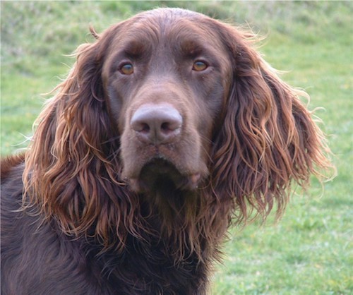 Head shot of a big brown dog with long wavy hair coming from her ears and neck with a big brown nose and brown almond shaped eyes.