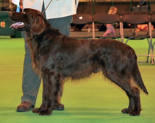Side view of a large breed chocolate colored dog at a dog show out in the ring standing next to a man with gray pants and a white shirt.