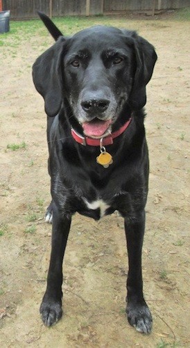 Front view of a happy looking large breed black dog with long soft ears that hang down to the sides, a graying muzzle, a big black nose and relaxed eyes wearing a red collar standing in dirt.