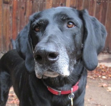 Front side view of a large black dog with gray on his muzzle, a big black nose and brown eyes wearing a red collar standing outside