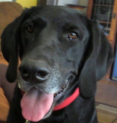 Front view head shot of a large breed black dog with a graying muzzle, almond shaped brown eyes, a big black nose and long soft hanging ears sitting down inside of a house