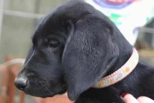 Side view head shot of a small black puppy with a long muzzle and shallow stop being held in the arms of a person