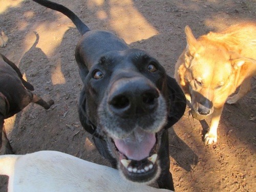 A large breed black dog with a big black nose looking up happily surrounded by three other dogs outside in dirt