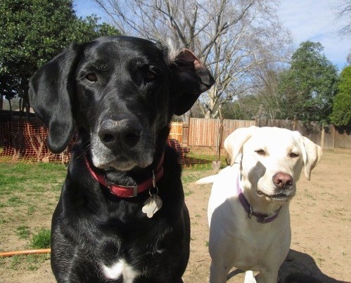 Front view of two large dogs, left a black dog next to a smaller yellow dog