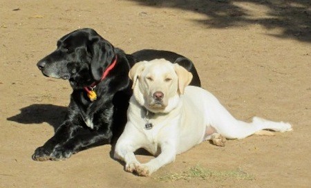 Two large breed dogs laying outside in dirt, a black dog next to a smaller yellow dog
