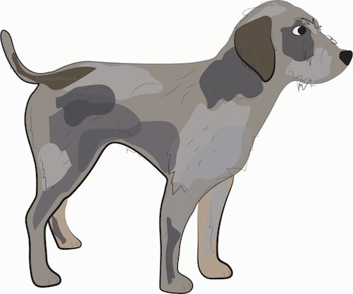 A drawing of a wiry looking tan, gray and brown dog with a long tail, a black nose and dark eyes standing sideways.