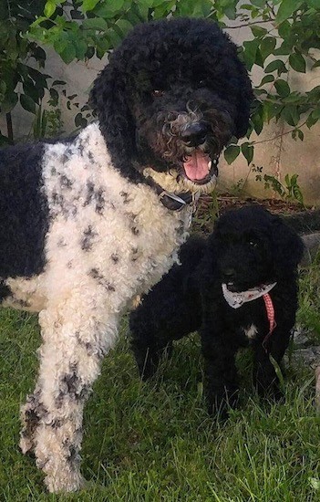 giant schnauzer and standard poodle mix