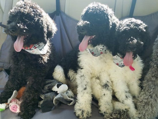 Three thick curly, wavy coated puppies sitting down with their tongues hanging out. One puppy is black and two are black and white