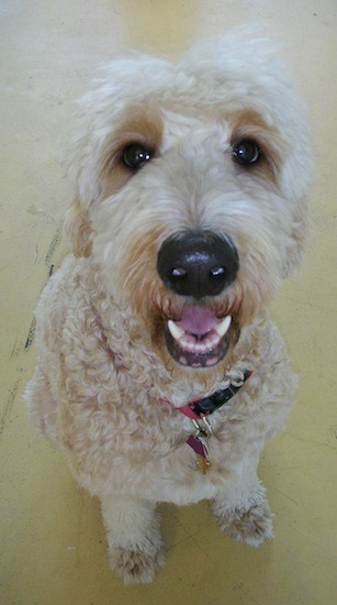 A soft, thick-coated, curly, wavy tan dog with a big black nose, wide round brown eyes and a pink tongue sitting down on a yellow floor looking up.