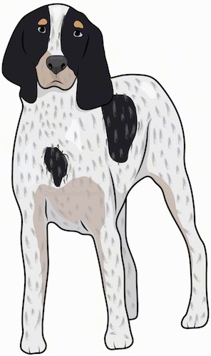 Front view drawing of a tall white, black and tan hound dog with long ears that hang past the dogs head, dark eyes and a black nose standing up.