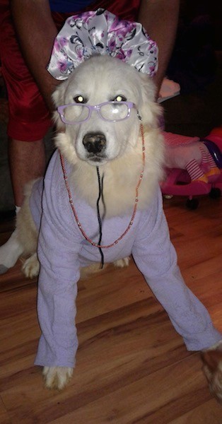 A large white dog wearing light purple sun glasses, a light purple shirt and a white night hat that has purple flowers on it wearing a brown necklace sitting down on a hardwood floor.