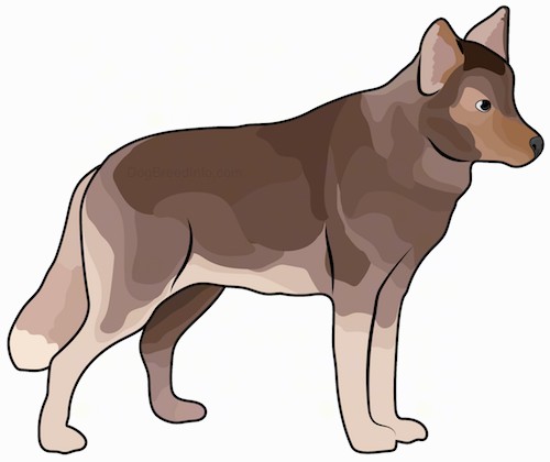 Side view drawing of a large breed dog that looks like a brown wolf with perk ears, dark eyes a thick coat with a long thick tail standing up.