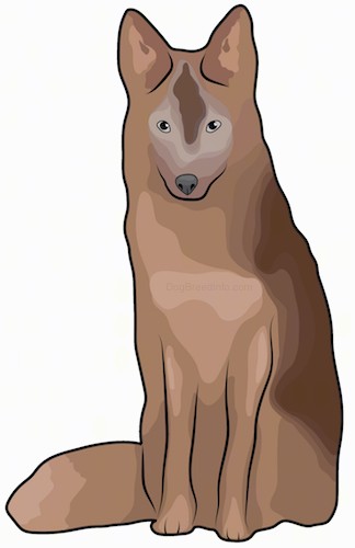 Front view drawing of a wolf looking brown dog with perk ears and a thick coat with a bushy tail, and gray eyes and a black nose sitting down.