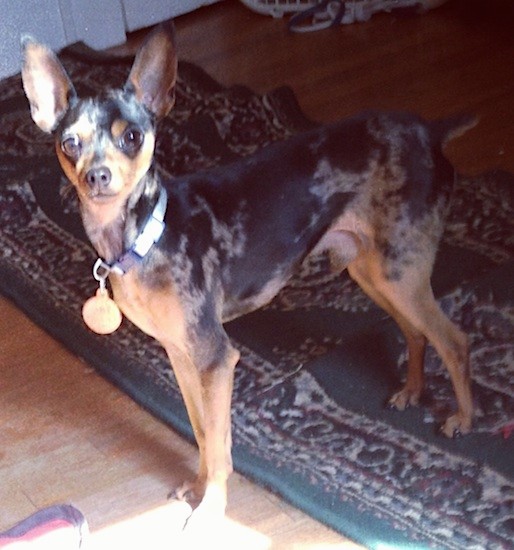 A colorful black, gray and tan dog with large perk ears, big round brown eyes and a small cropped tail standing inside of a living room wearing a collar with a big gold dog tag hanging from it.