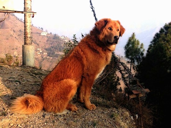 Side view of a thick coated red colored large breed dog with small fold over ears, a large black nose and a long fluffy tail sitting down in dirt in front of barb wire.