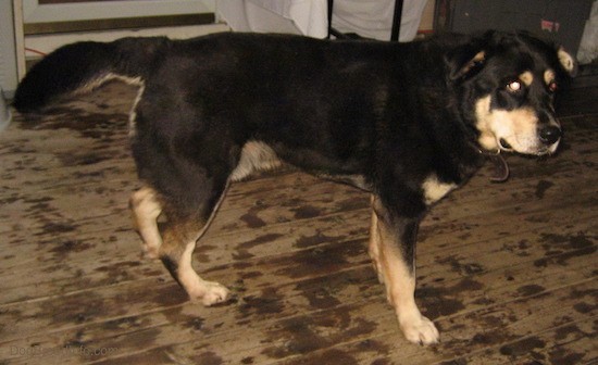Side view of a large breed thick coated black and tan dog with small ears that fold over to the sides, a long thick tail and a black nose standing on a hardwood floor.