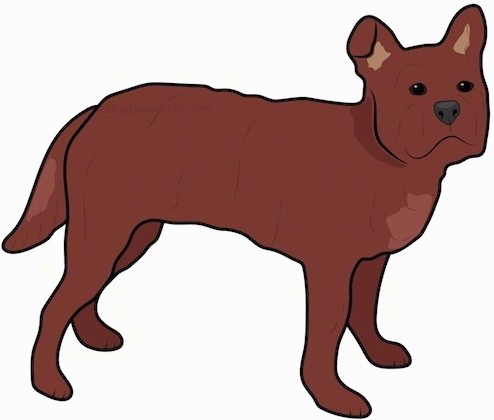 Side view drawing of a reddish-brown thick bodied dog with perk bat ears with one ear folding over at the tip, a long thick tail, dark eyes and a black nose.