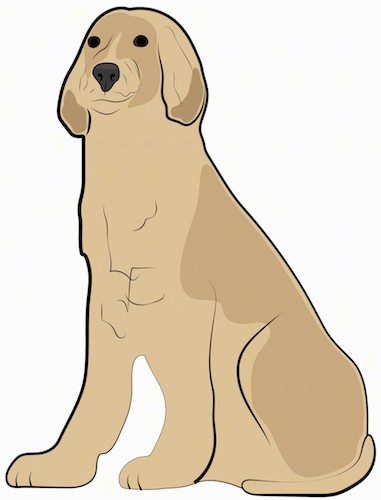 Front side view drawing of a sitting tan dog with long ears that hang down to the sides long front legs, a black nose and dark eyes.