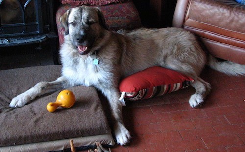 An extra large breed gray and tan dog laying down on a pillow in front of a wood burning stove. The dog has a large head, black nose and dark eyes with ears that hang down to the sides.