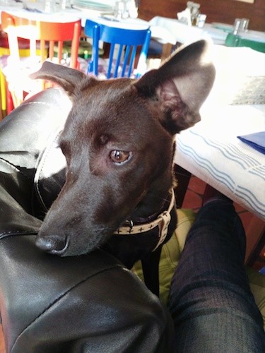 A little black dog with a long muzzle and large perk ears with a wide forehead sitting on the lap of a person who is wearing gray pants. There are colorful chairs in the distance. The dog has brown eyes and a black nose and its wearing a tan leather collar.