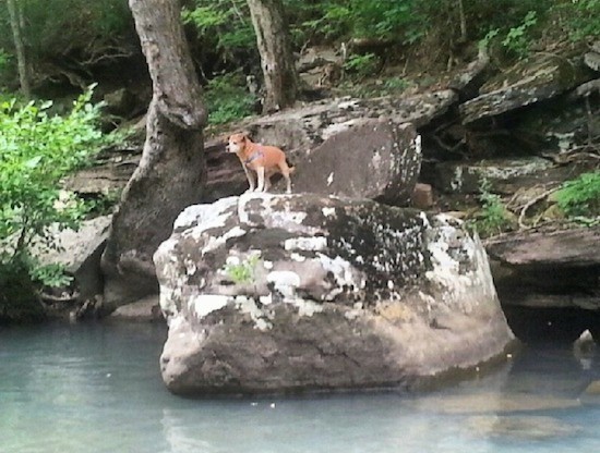 A view from across the water of a small brown dog with white on her legs and a gray muzzle standing on a huge boulder on the bank of the water way with a hill and trees behind her.