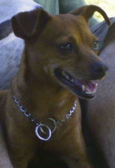 Front side view head shot of a small tan dog with ears that stick up and fold over in a v-shape at the tips, a long muzzle, a black nose and brown eyes with her mouth parted and tongue showing wearing a silver choak chain collar.