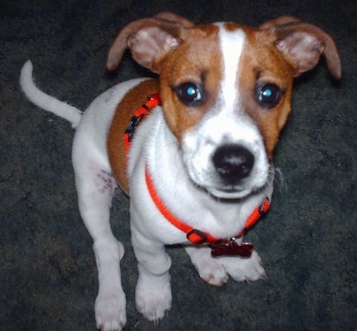 List of Rat Terrier Mix Breed Dogs.