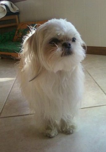 Front view - A small white dog with long hair, a round head with a pushed back face, a black nose, dark eyes with rust stains around them and long hair hanging off of her ears that hang down to the side standing on a tan tiled floor.