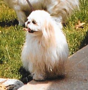 Front view of a white thick coated, longhaired dog wih a round head and drop ears with long hair on them standing outside in grass looking to the left with her tongue hanging out.