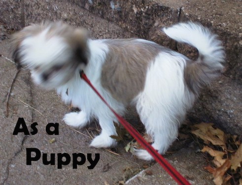 Side view of a tan and white small fluffy puppy with a tail that curls up over her back on a red leash outside next to a sidewalk curb with the words As a Puppy in black letters at the bottom of the image.
