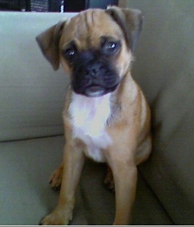 A small, shorthaired, tan, black with white dog that has a boxy looking muzzle, a black nose, wide round dark eyes and small ears that fold over to the front sitting on a light green couch. The pup has a tan body with a black muzzle and a white chest. The ears are darker than the body.