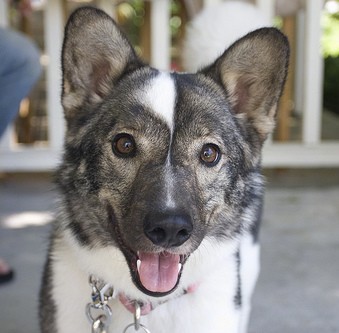 Close up head shot of a thick coated gray, black and white dog with bat ears and wide round brown eyes sitting down outside on a porch with her tongue hanging out looking happy