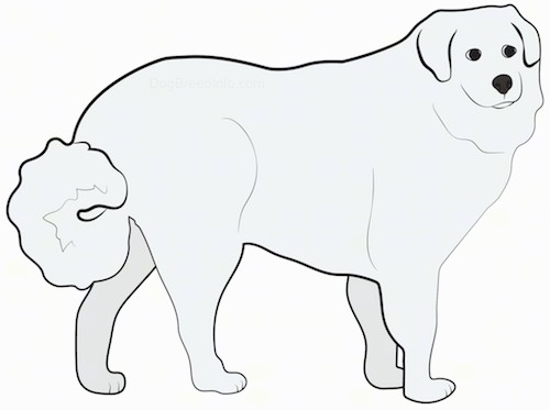 A drawing of a standing thick coated large breed dog with small ears that hang down to the sides, black eyes, a black nose and a fluffy tail that is being held low but curled at the end.