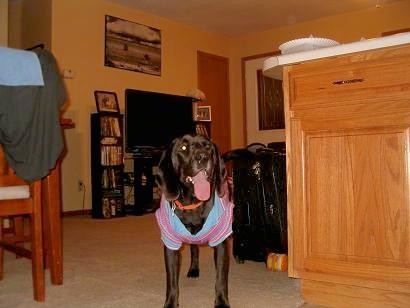 A big black large breed dog standing in a house between a countertop and a kitchen table. The dog is wearing a blue and pink shirt and its big pink tongue is hanging out. It has long drop ears and a black nose.