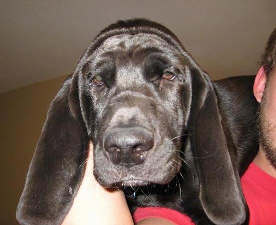 Close up head shot of a black large breed puppy with a wrinkly extra skinned droopy looking head with long soft looking ears that hang down to the sides, and sleepy looking brown eyes and a big black nose being held in the arms of a man in a red shirt.
