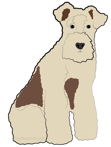 Front side view - drawing of a tan with brown spotted dog with a thick coat, a thick hairy square muzzle and small ears that fold over at the tips sitting down.