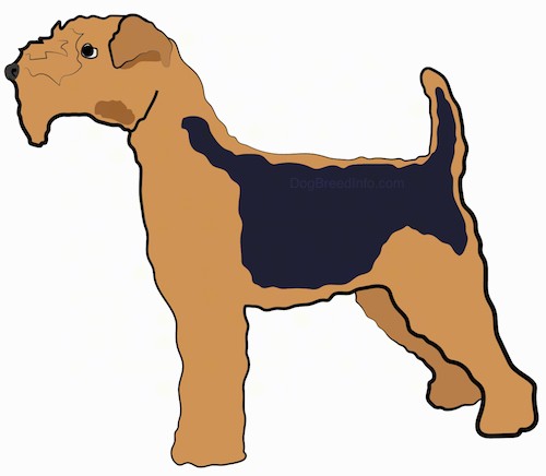 Side view - drawing of a brown with a black saddle dog with a thick coat, a thick hairy square muzzle and small ears that fold over at the tips, a black nose and black eyes standing in a stack pose.